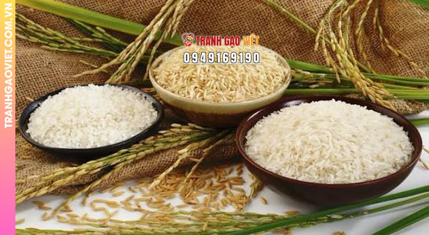 Hạt Gạo Việt là gì