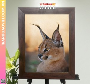 Tranh Gạo Mèo Rừng